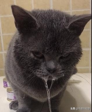 猫口炎不严重需要拔牙吗,猫口炎拔牙仍不能治愈的原因