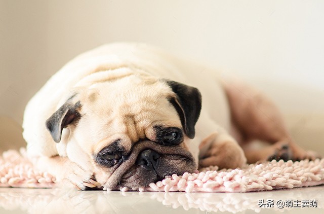 狗狗没食欲呕吐没精神怎么办,狗狗没食欲精神不好又呕吐怎么办