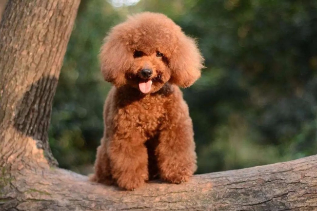 泰迪犬吐黄色泡沫水是为什么,泰迪犬吐血水是咋回事