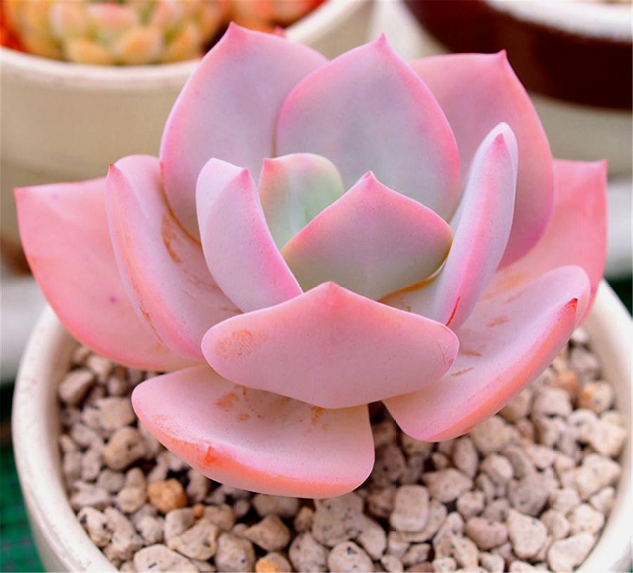 最全多肉图鉴大全,图鉴植物