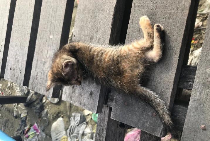 沙巴旅游落日,马来西亚沙巴去看最美的落日沙滩