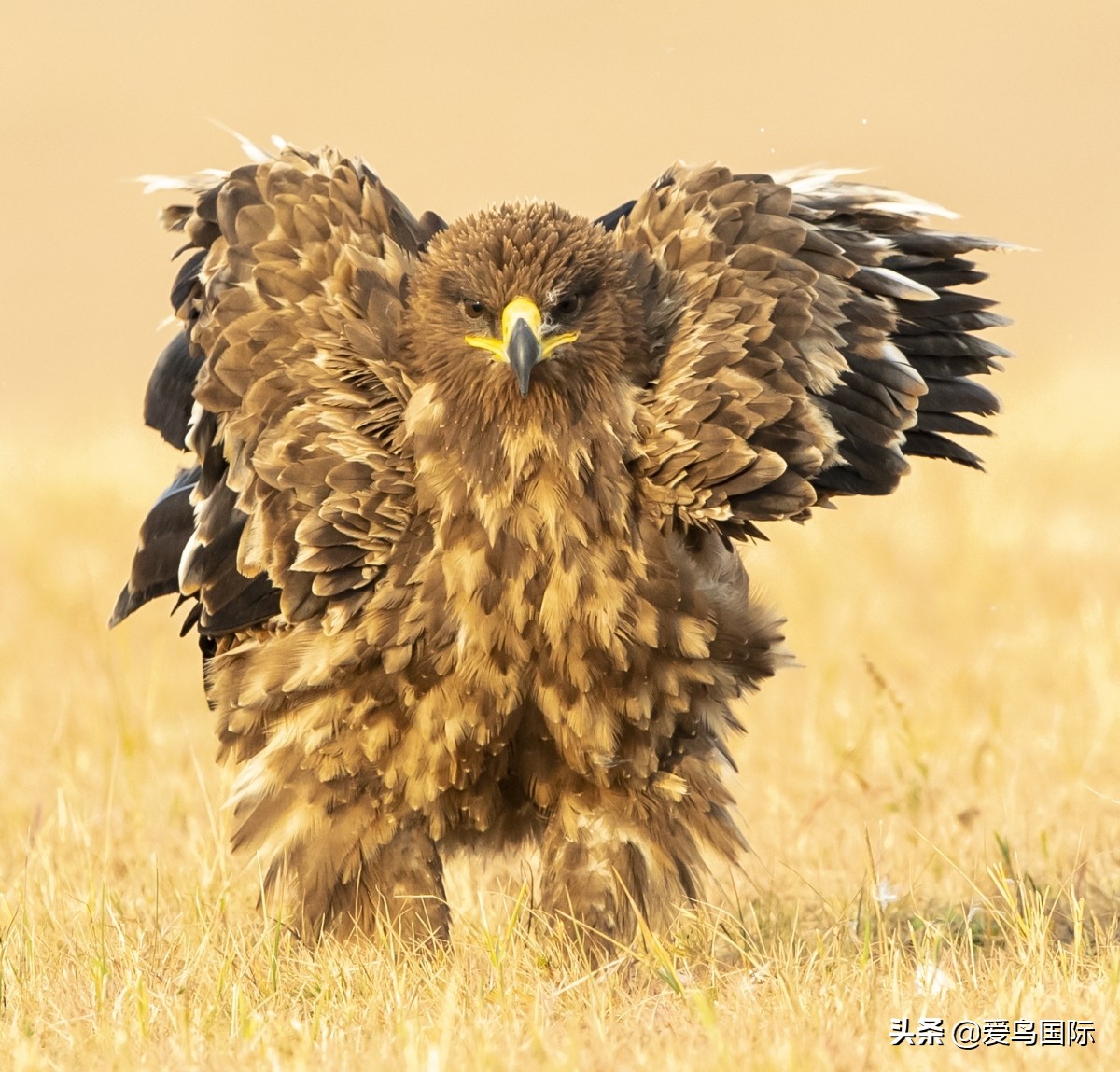 观鸟大年,观鸟作品100幅