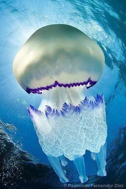 世界上最惊艳的海底照,100张绝美的海底照片