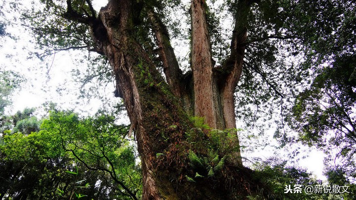神木被说成阿里山的宝，它的神奇之处到底在哪里