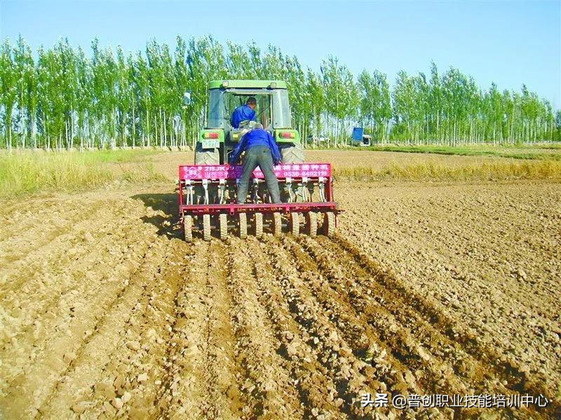 小麦种深了苗黄苗弱怎样补救管理,小麦旺苗冻害怎么补救