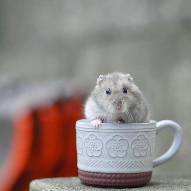 仓鼠走丢了该怎么找到它,仓鼠走丢了什么声音