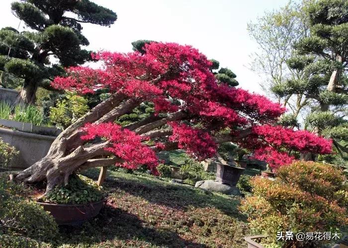 白檵木盆景图片欣赏,异形白花檵木盆景