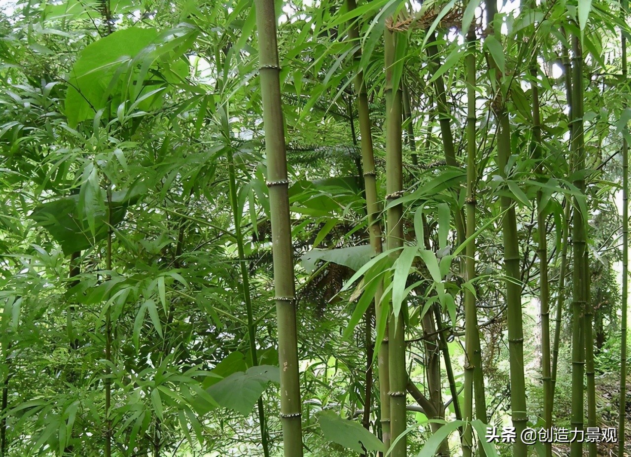 南方庭院种植什么竹子品种最好,庭院适合种什么竹子可以做隔断