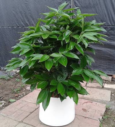 客厅养花不能放什么植物,客厅养什么植物不照阳光的