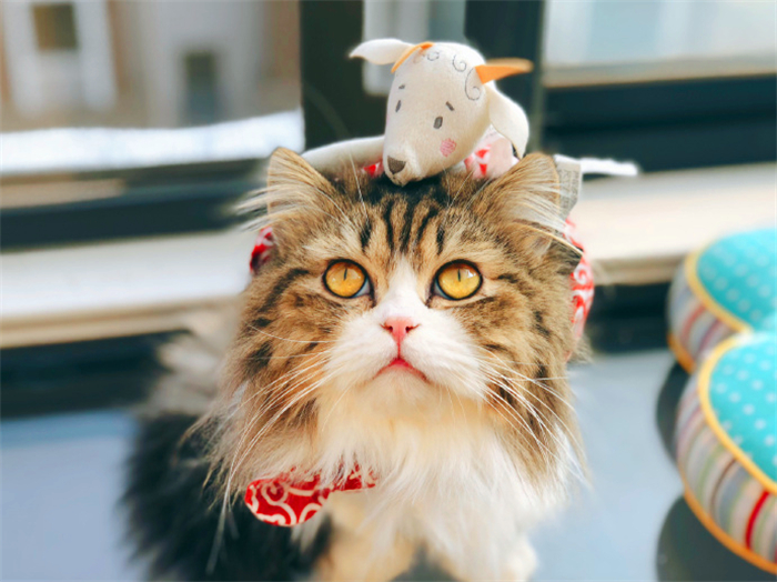 这些名贵的中华田园猫你都知道吗,田园猫哪个品种最稀少