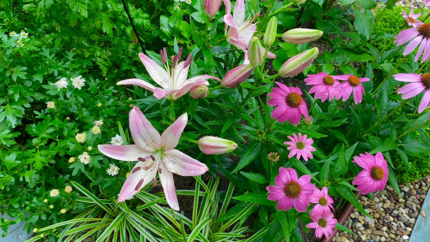 北边阳台适合种植的百合品种,不适合庭院种的百合品种