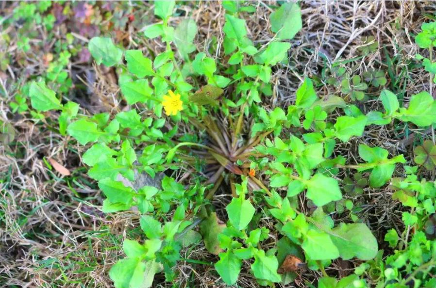 李时珍通便好物,李时珍通便软胶囊的功效