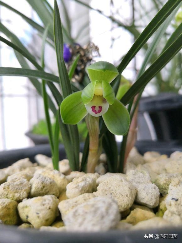 养兰花浇水用什么水好,如何养好兰花用什么肥