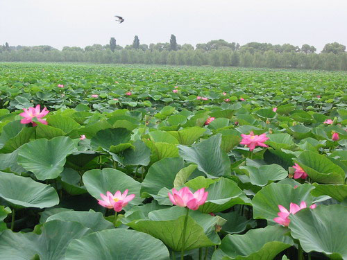 观赏荷花地方推荐河南,河南荷花特别多的地方在哪里