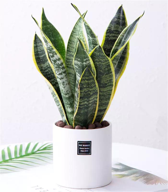 防蚊虫的花草绿植适合在院子种植,杀菌抗菌抑菌的15种花卉绿植