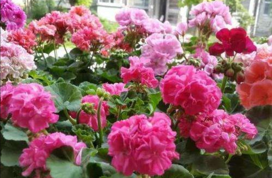 养天竺葵注意事项有哪些,养天竺葵生根方法