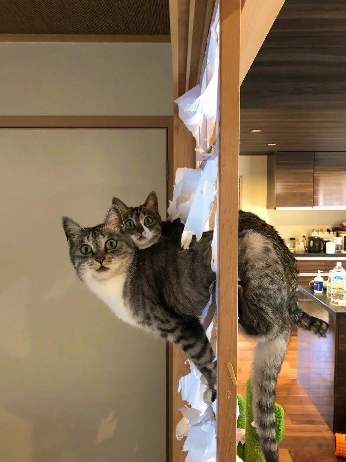 家里只有贵到吐血的“网红风”，简直就是悲剧