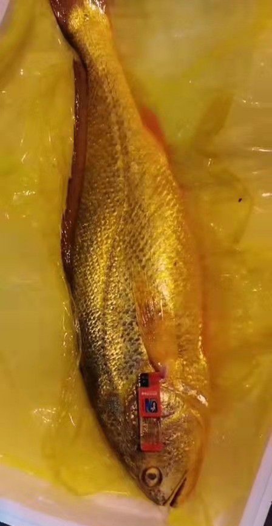 浙江渔民捕获7斤重野大黄鱼,浙江舟山大黄鱼价格