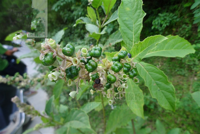 三台红花,能清热解毒,截疟,接骨,祛风除湿