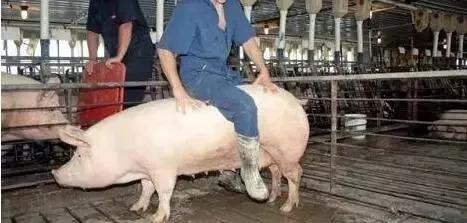 「技术」母猪发情时间的判断直接影响产仔数，如何鉴别发情？