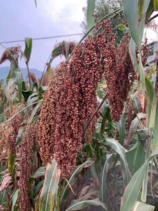 什么是下沙和糙沙,什么是矩阵