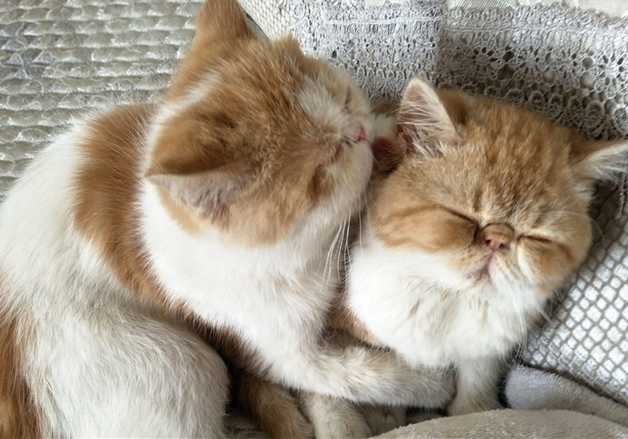 猫咪割双眼皮是什么原因,猫咪眼睑内翻必须手术吗