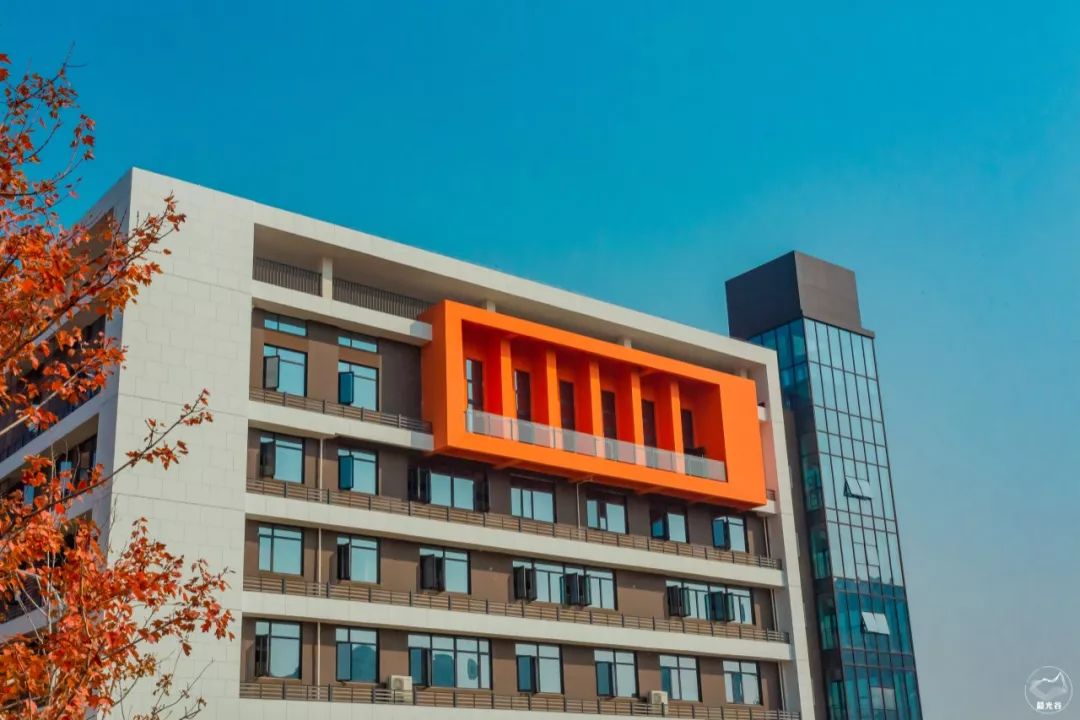 不输武大樱花，文华学院美“枫”了