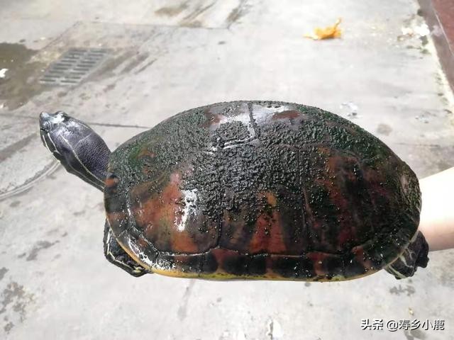 养宠物龟的十大必备理念,宠物龟养什么好