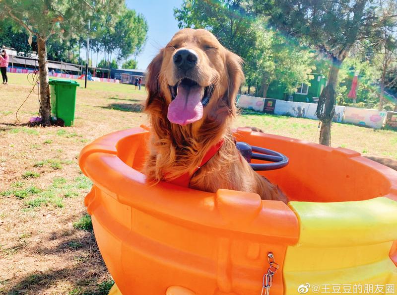 北京可以带宠物好玩的地方,北京宠物公园