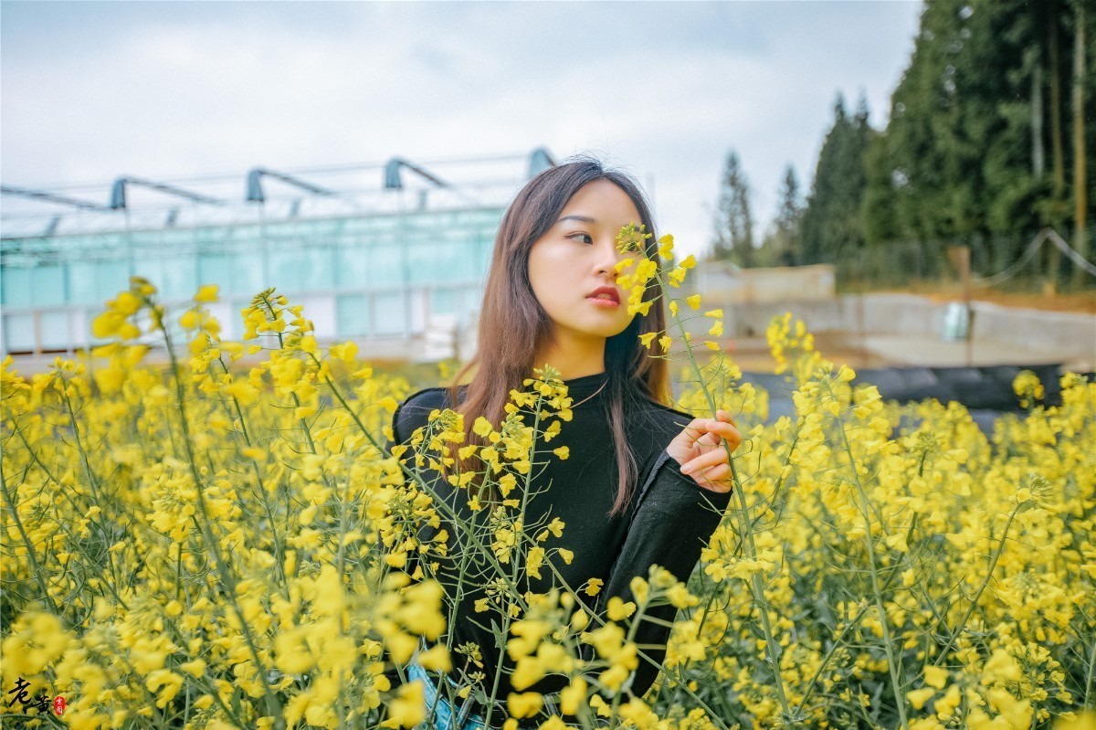 石柱黄连与川黄连,石柱黄连和雅安黄连