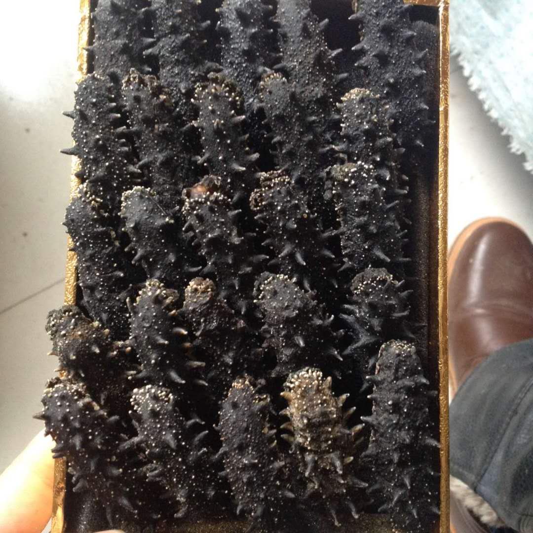 海参属于什么菜系,海参是山东特产吗