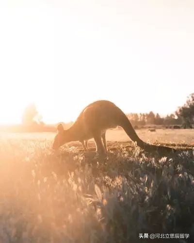 澳大利亚人发明的东西 (澳洲发明了什么全世界都在用)