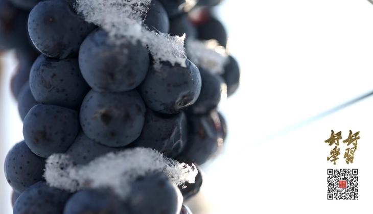 东北人才懂,东北人才懂的味道