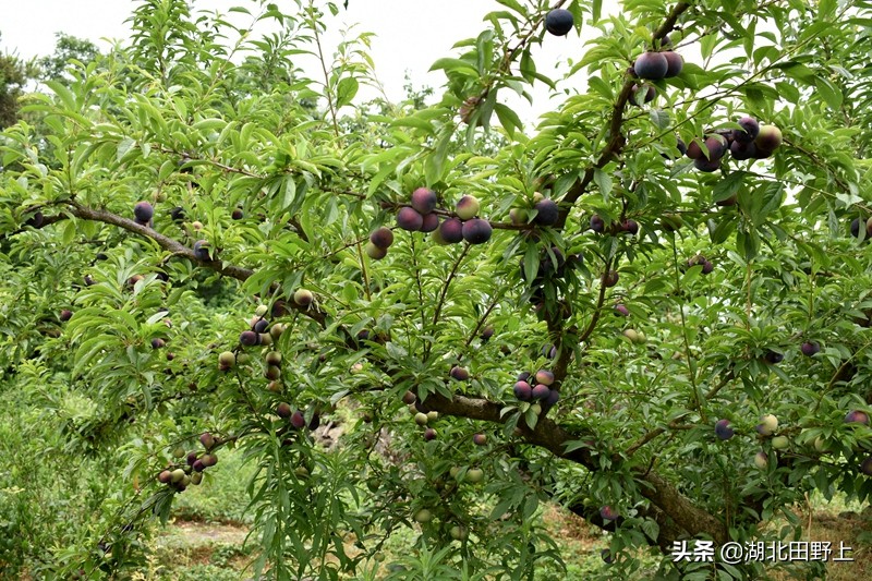 推荐的民宿采摘,浙江隐匿山野的民宿桃源仙境