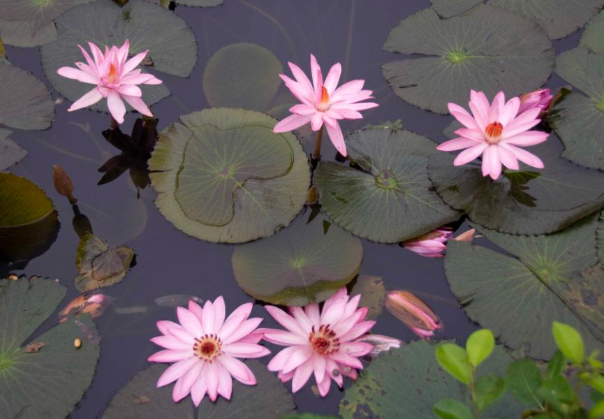 睡莲养护方法教程图解简易,怎么才能让水养睡莲开花