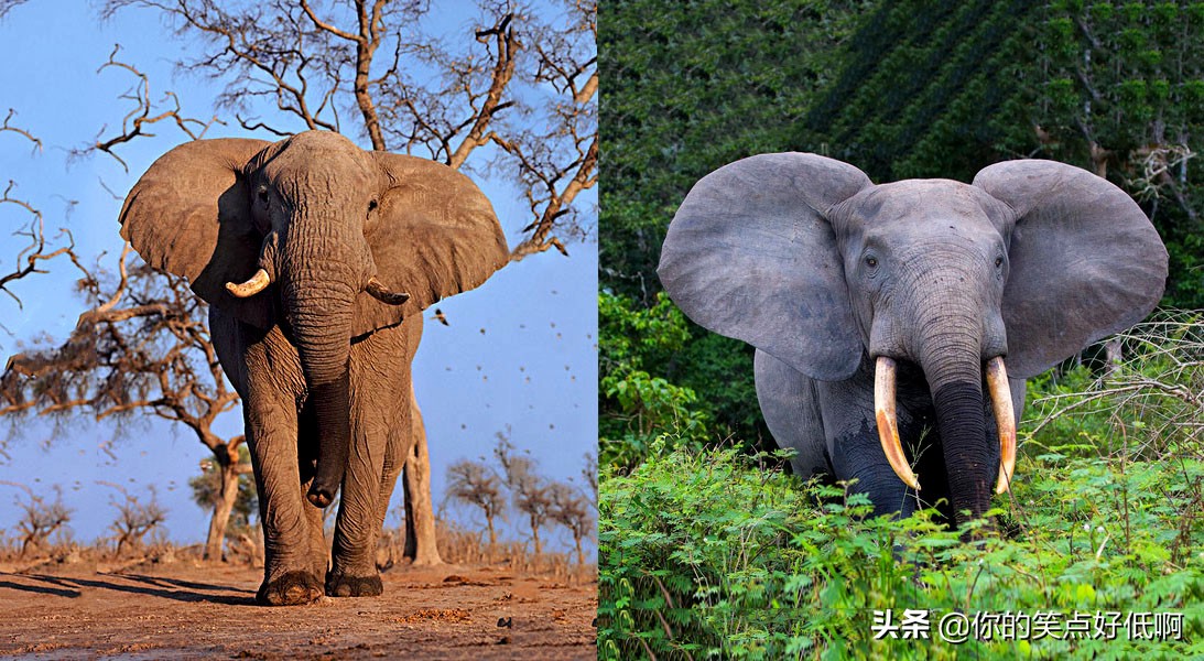 大象只有非洲象和亚洲象两种？错了