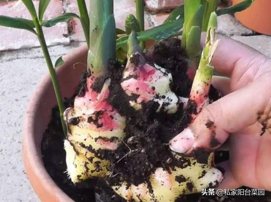 阳台种植生姜什么时候比较合适,阳台种生姜谨记3要点