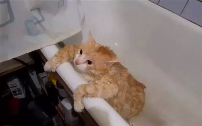 猫咪每天晚上不睡觉的原因,猫咪晚上突然不正常