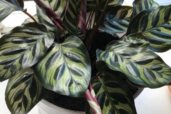 南方孔雀竹芋冬天怎么养,孔雀竹芋可以过冬吗怎么养