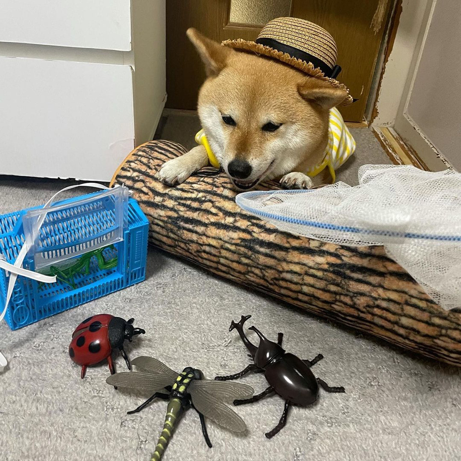 被砖头压住了!影帝柴犬超入戏25个连自己也骗倒的瞬间