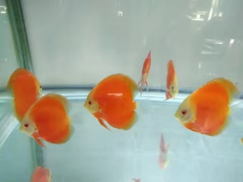 鱼缸内放高锰酸钾对鱼有没有伤害,给鱼缸里滴高锰酸钾