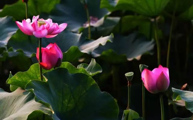 夏季最美荷花在哪里,山东最漂亮的荷花