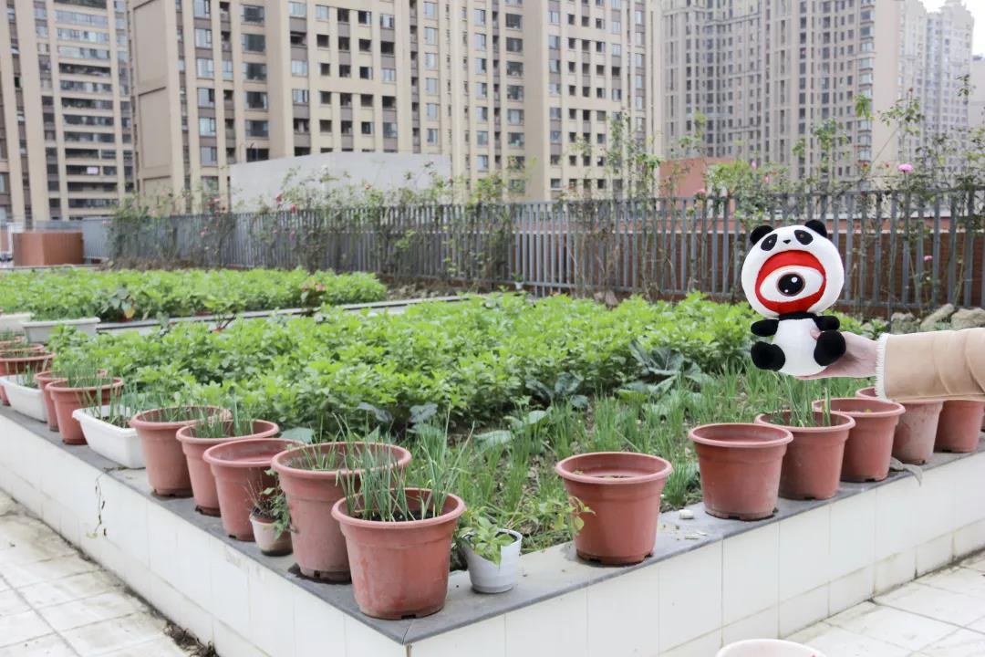 灏忔氮鎺㈡牎鏂板煄鍒嗘牎,灏忔氮鎺㈡牎宸濆ぇ