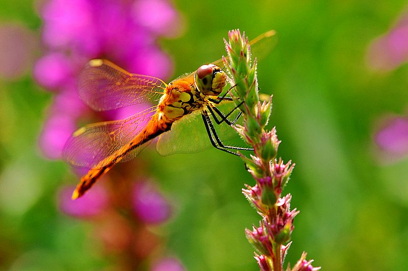 栖息在晚霞中的蜻蜓,栖息在竹林里的蜻蜓