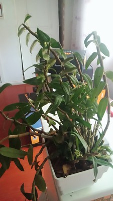 铁皮石斛过冬的保护措施,有关铁皮石斛的养护方法