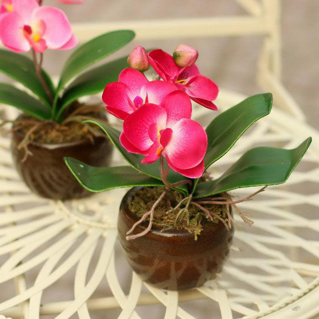 花土里小飞虫怎么彻底清除,花土里的黑色飞虫怎么消灭