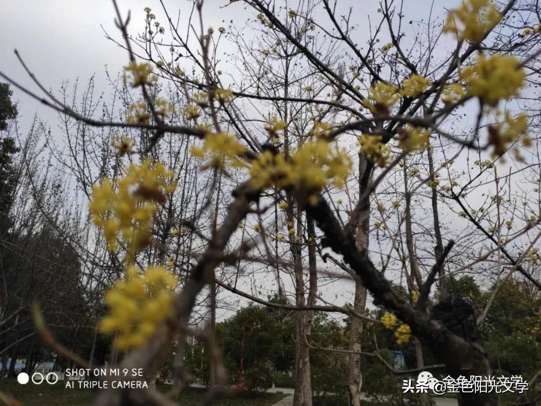 春天来了、春天的油菜花、我心中的春天、春诗