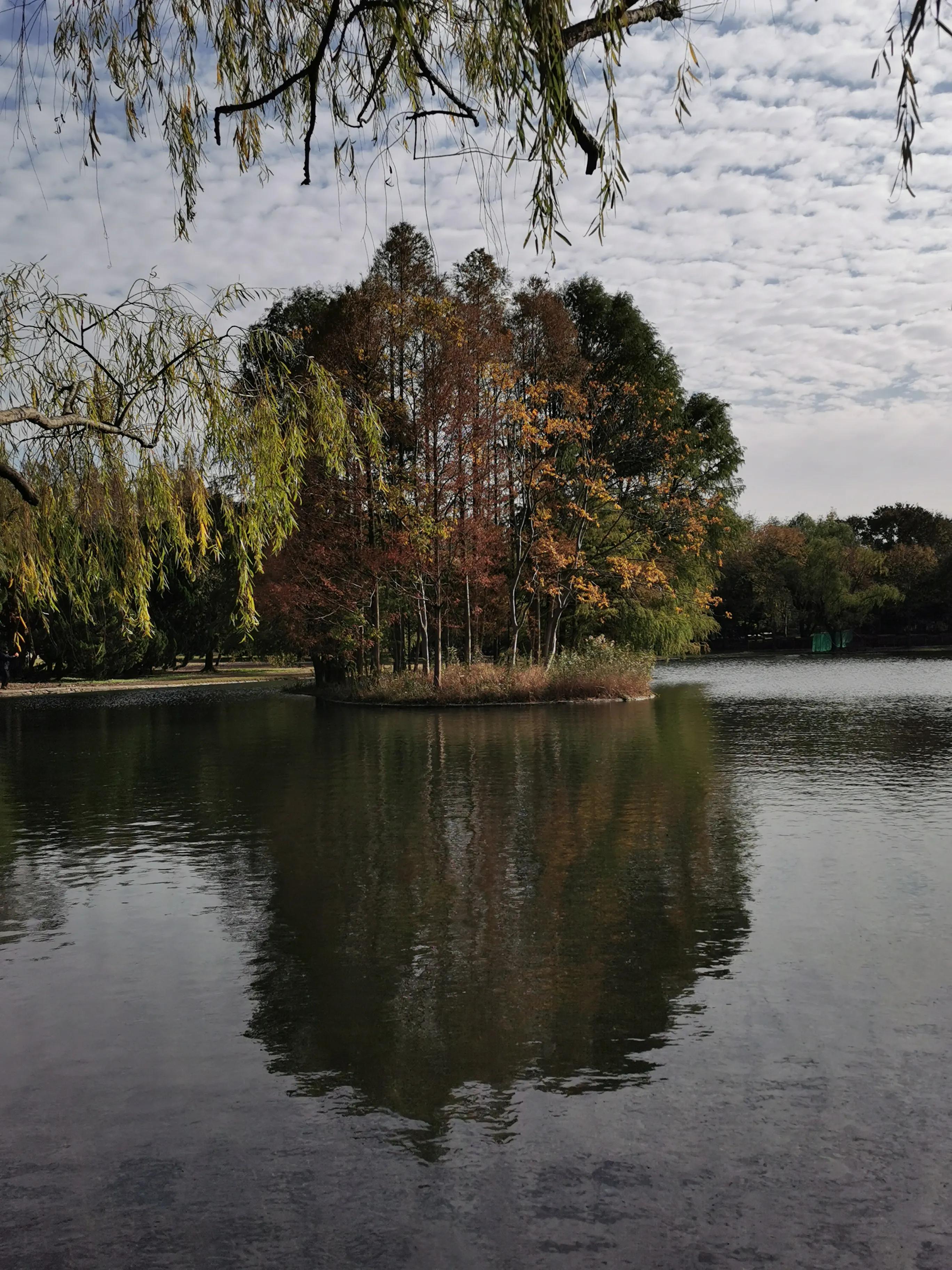 上海共青森林秋景,上海共青森林公园夜景