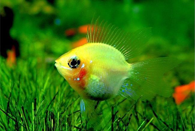 12种温柔的淡水观赏鱼,有意思的淡水鱼观赏鱼