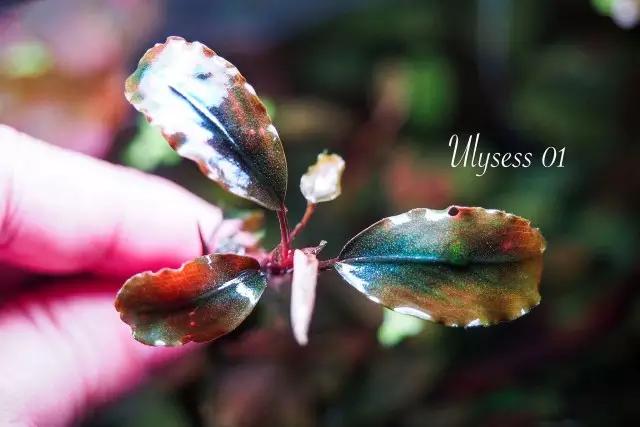 卡佩特k5辣椒榕为什么这么贵,辣椒榕k5为什么贵